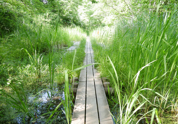 園内の様子湿地画像