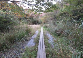 湿地作業の画像